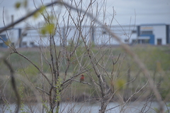 Haemorhous mexicanus