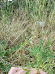 Angiospermae