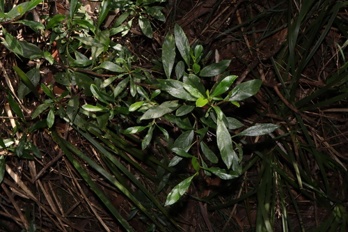 Image of Olearia elliptica by (c) Thomas Mesaglio, some rights reserved (CC BY)