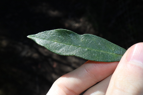 Image of Olearia elliptica by (c) Thomas Mesaglio, some rights reserved (CC BY)