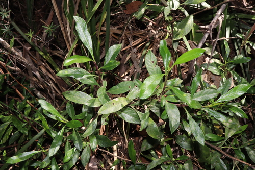 Image of Olearia elliptica by (c) Thomas Mesaglio, some rights reserved (CC BY)