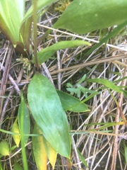 Erythronium multiscapideum