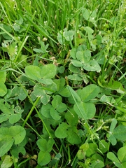 Trifolium repens