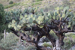 Opuntia streptacantha