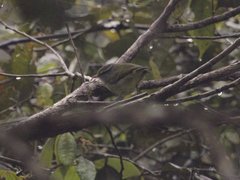 Phylloscopus poliocephalus