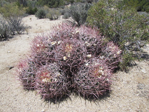 Cottontop Cactus