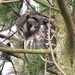 Tengmalm's Owl - Photo (c) mistyanddull, some rights reserved (CC BY-NC)