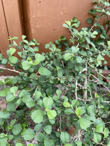 Sida alnifolia observed 2024-04-26