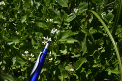 Cardamine breweri