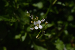 Cardamine breweri