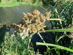 Cyperus thunbergii