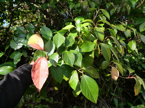 Viburnum japonicum iNat (3)