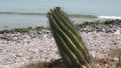 Ferocactus herrerae