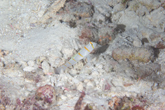 Amblyeleotris randalli