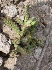 Austrocylindropuntia shaferi