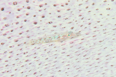 Pleurosicya elongata