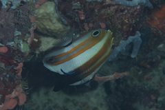 Coradion melanopus