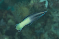 Labroides bicolor