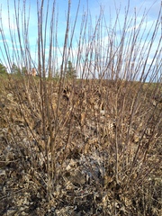 Acer negundo violaceum