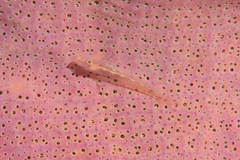 Pleurosicya elongata