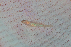 Pleurosicya elongata