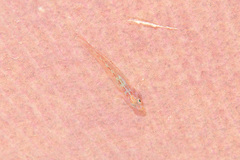 Pleurosicya elongata