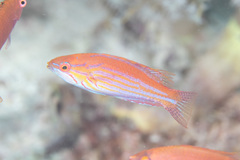 Paracheilinus filamentosus