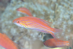 Paracheilinus filamentosus