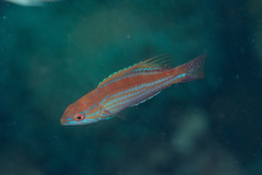 Paracheilinus filamentosus