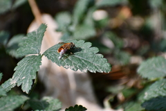 Eristalis circe
