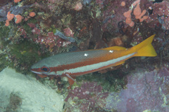 Lutjanus biguttatus