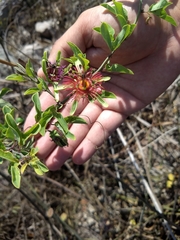 Passiflora mexicana