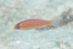 Paracheilinus filamentosus