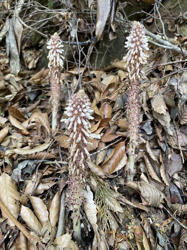 Mountain toothwort (Lathraea japonica)