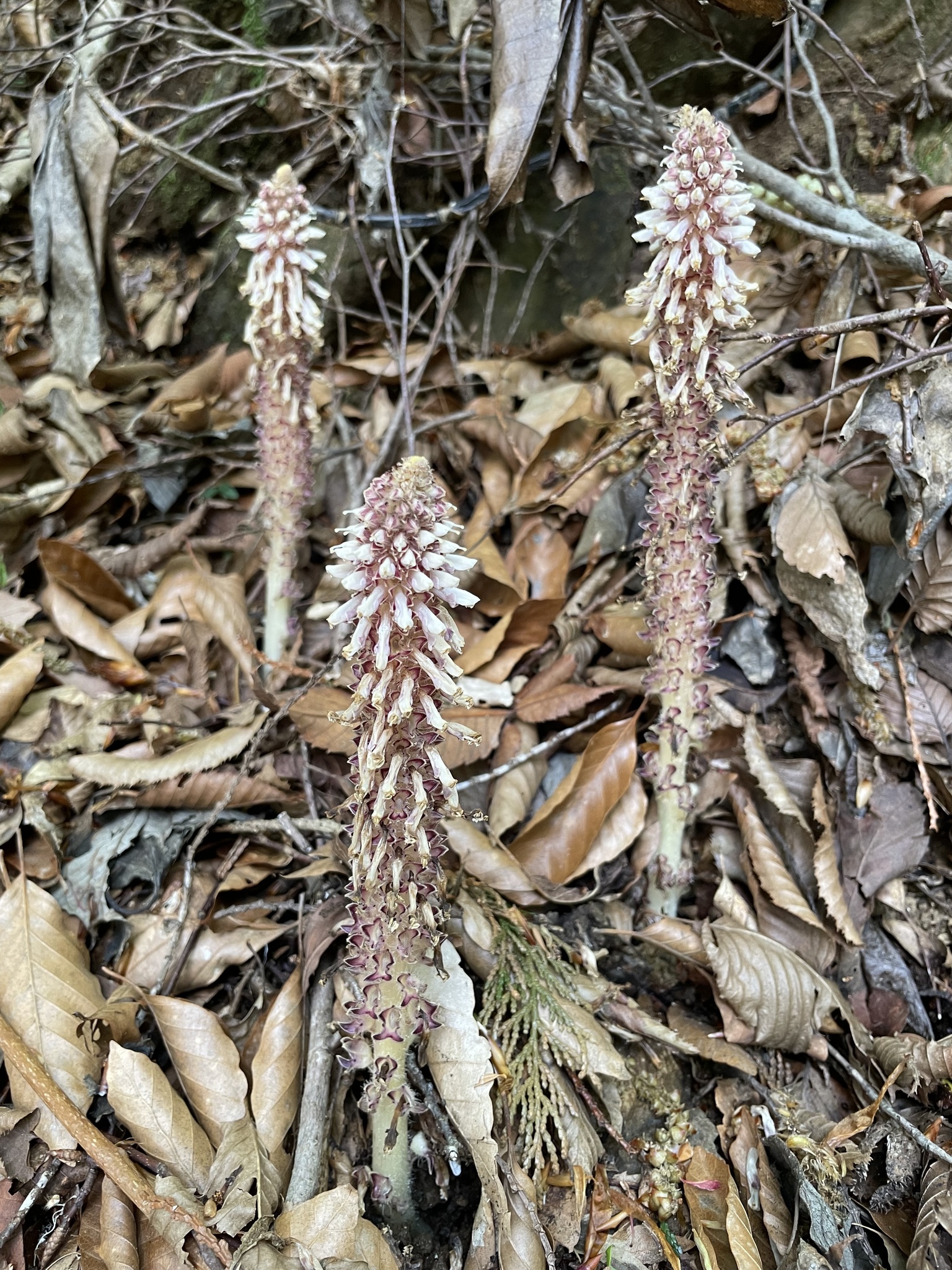 Mountain Toothwort (Lathraea japonica)