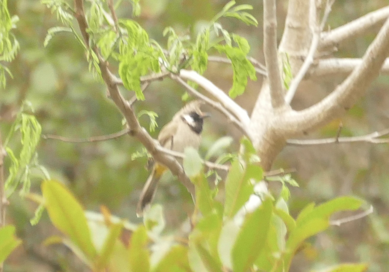 Himalayan Bulbul