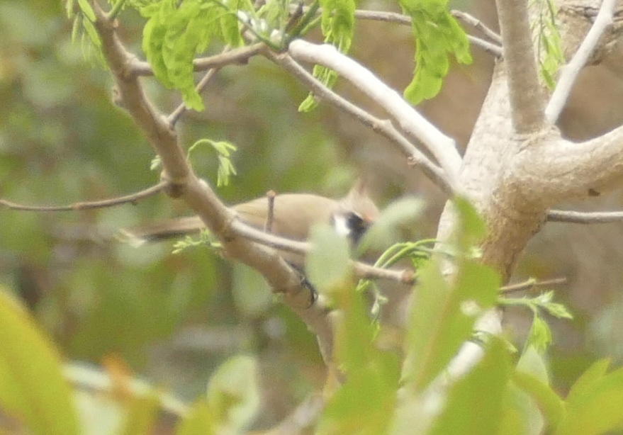 Himalayan Bulbul