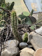 Corryocactus melanotrichus