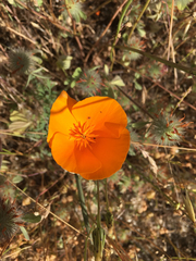 Eschscholzia californica californica