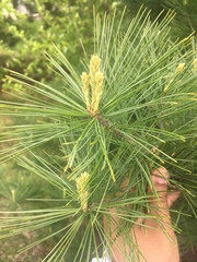 Pinus
