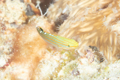 Koumansetta rainfordi