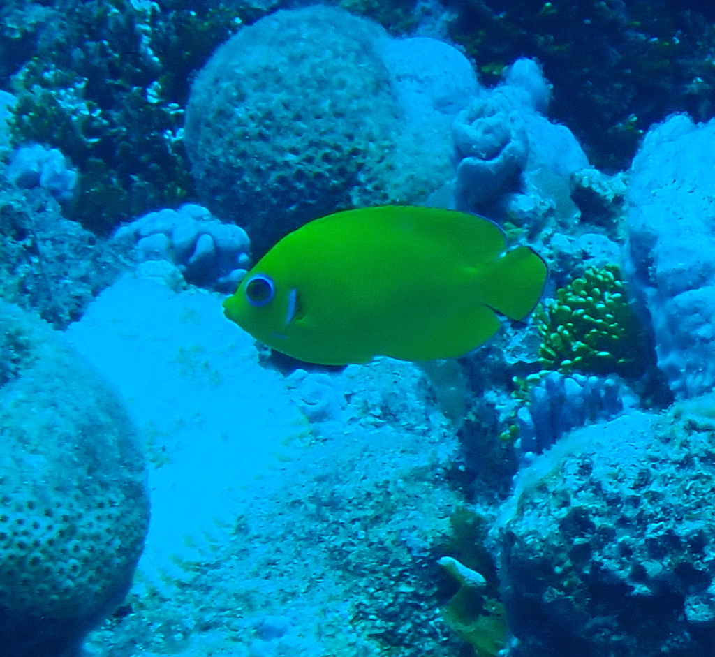 Lemonpeel Angelfish