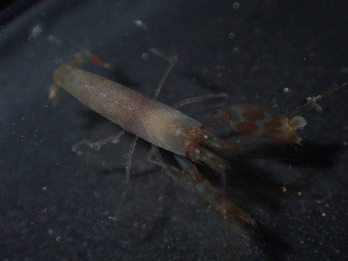 Alpheus parasocialis observed 2024-04-26