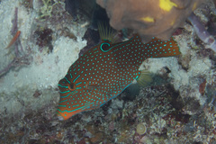 Canthigaster papua