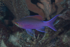 Mirolabrichthys tuka
