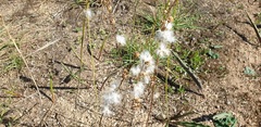 Eriospermum lanceifolium