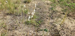 Eriospermum lanceifolium
