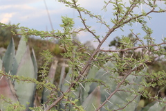 Vachellia farnesiana