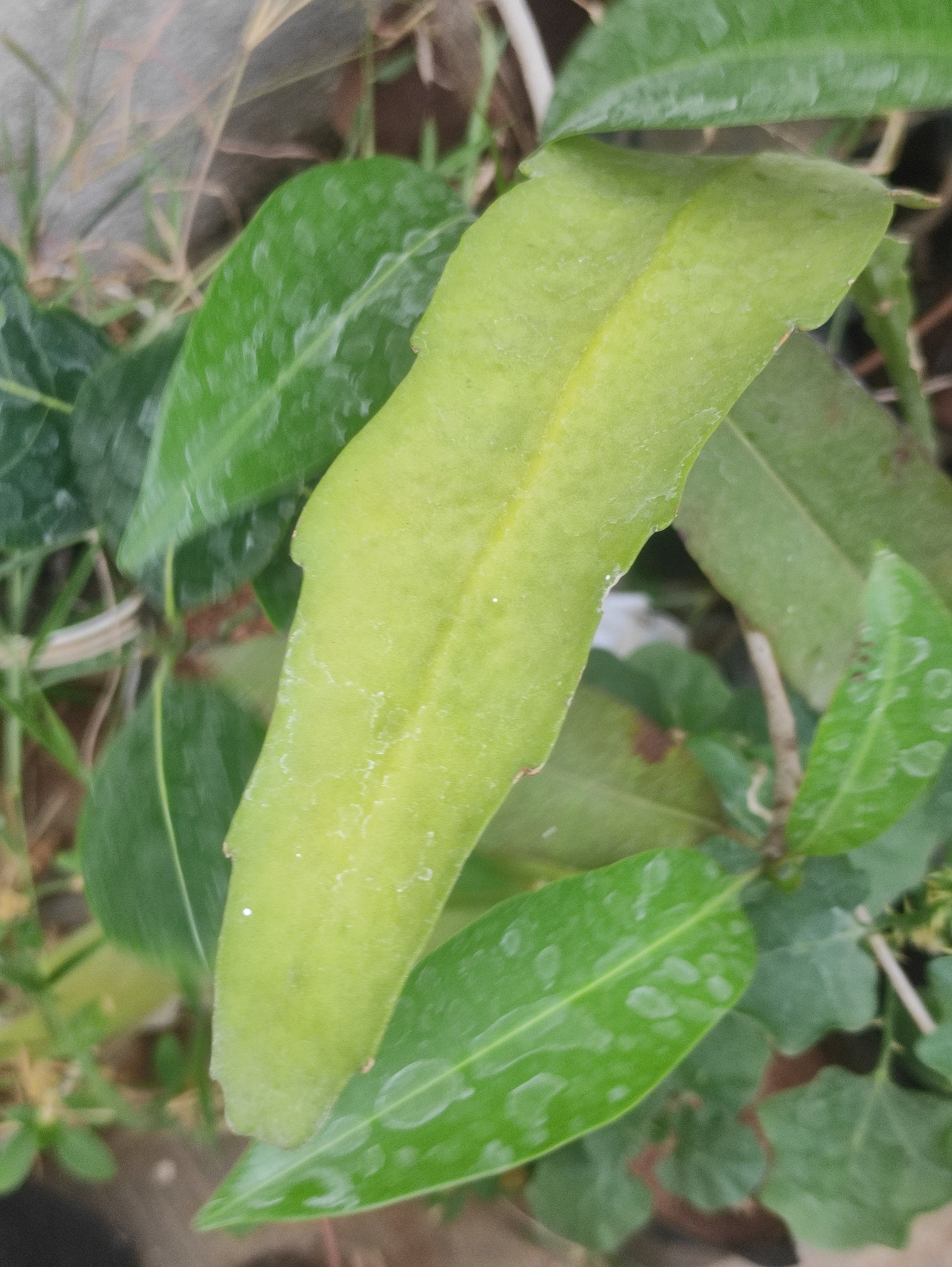 Imagem de Dama-da-Noite ou Cacto-Orquídea