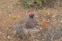 Sclerocactus polyancistrus